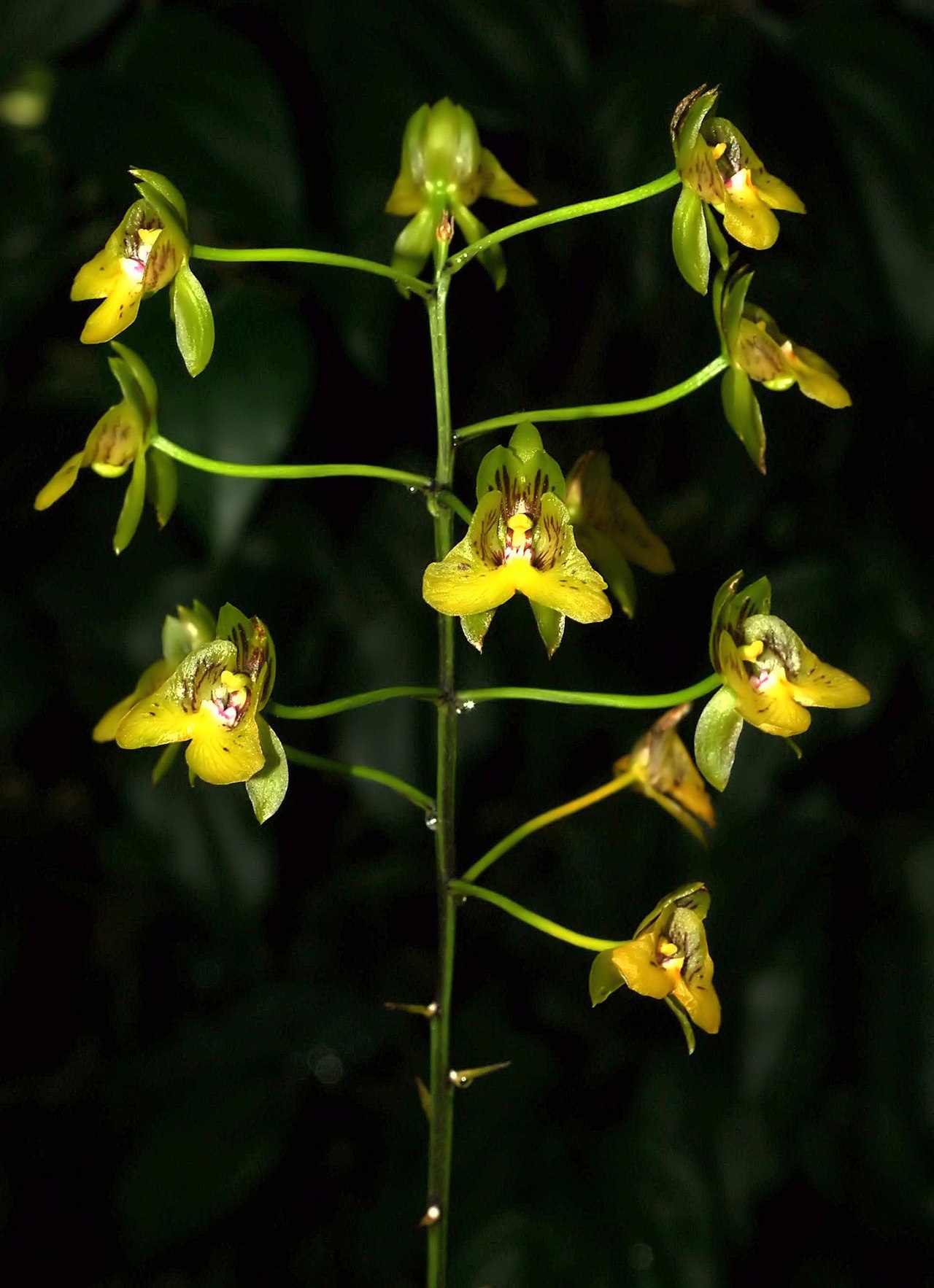 Gonzo orchid