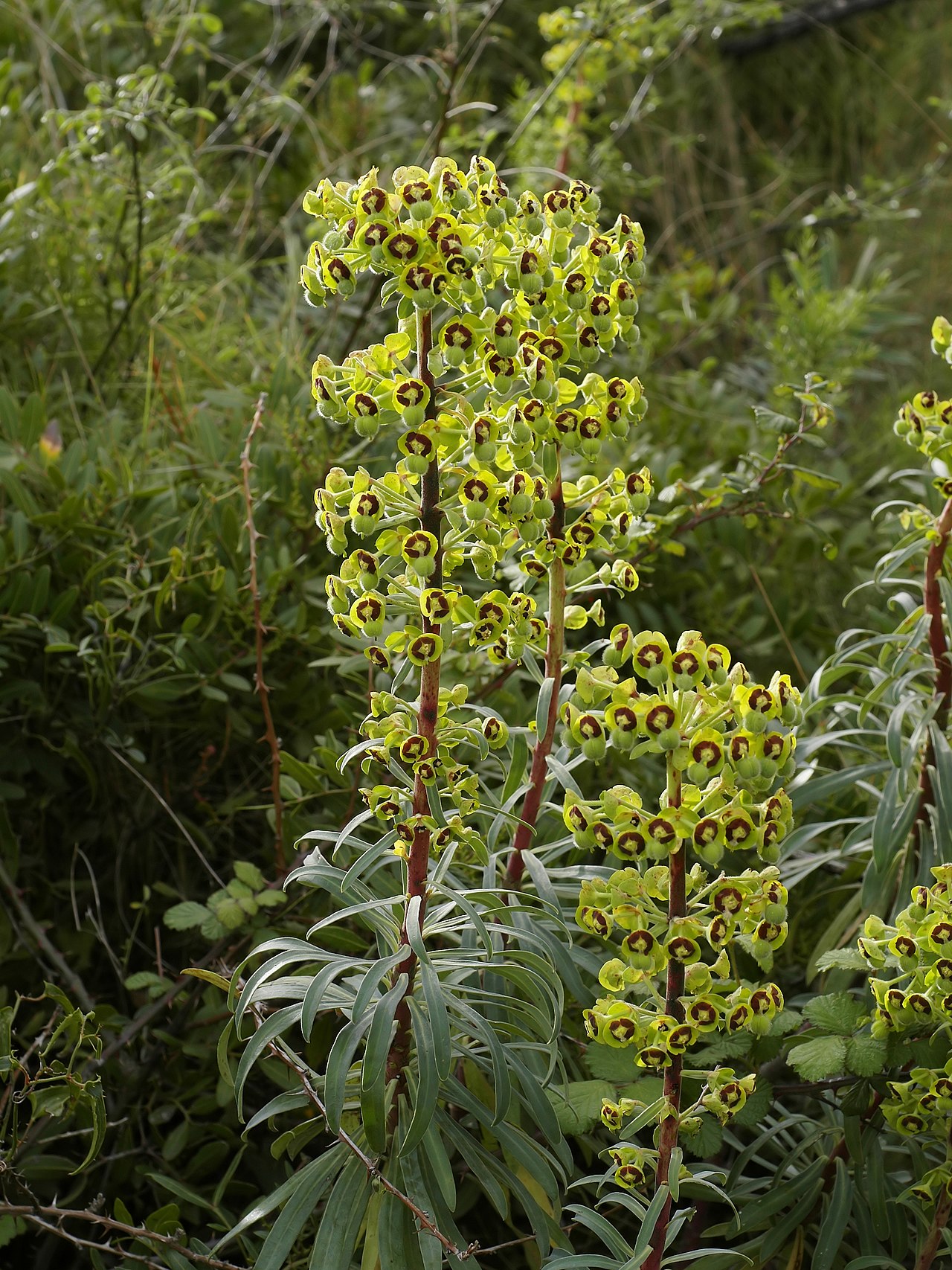 Euphorbia characias