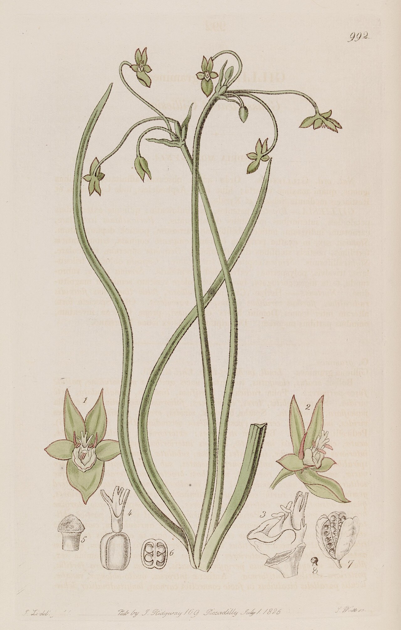 Gilliesia graminea
