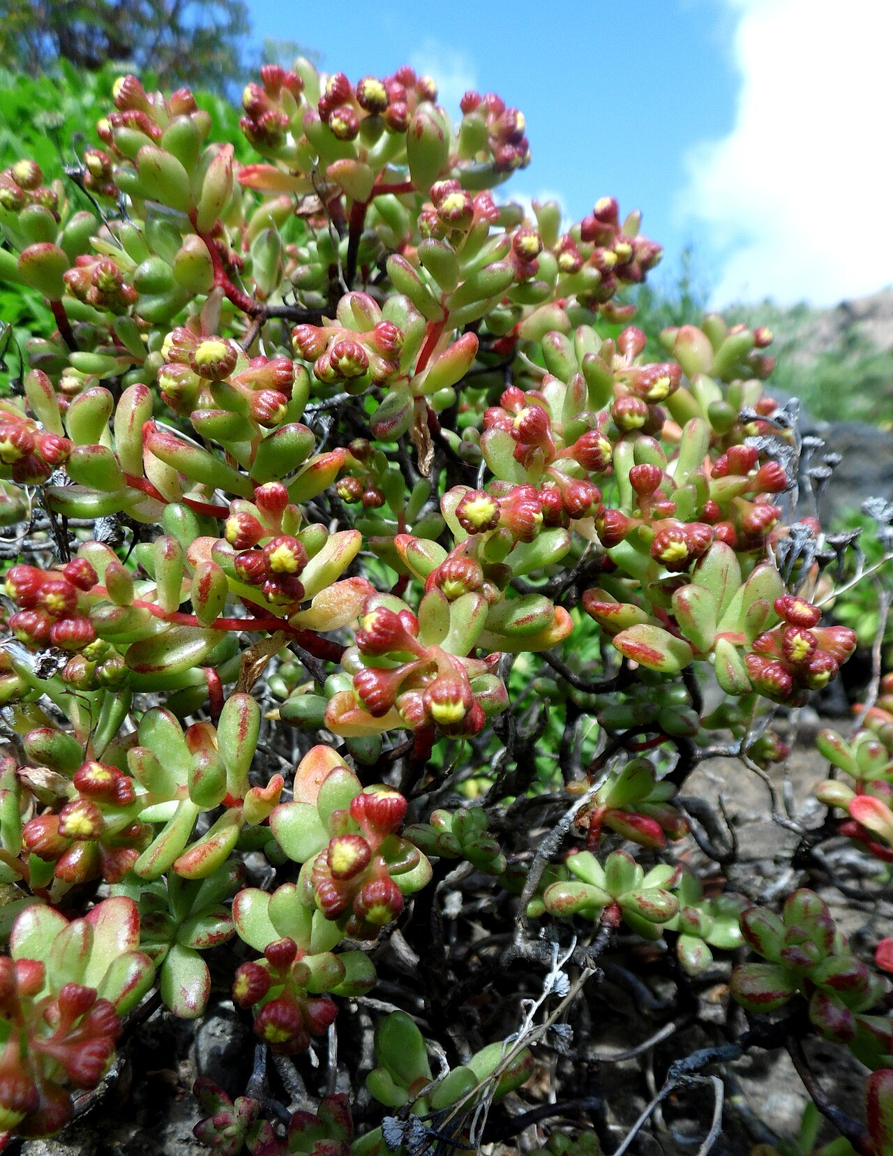 Aeonium sedifolium