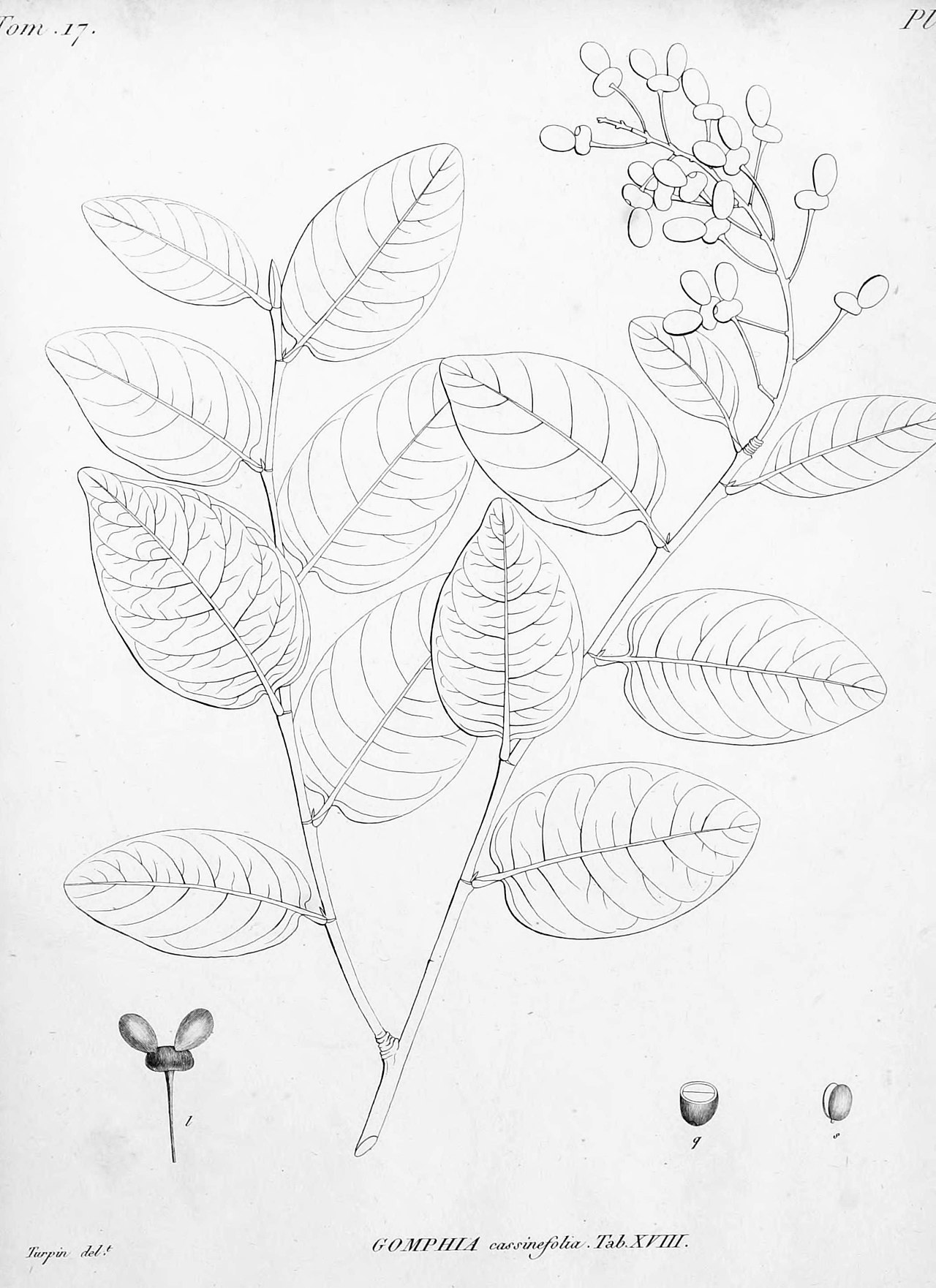 Ouratea cassinefolia