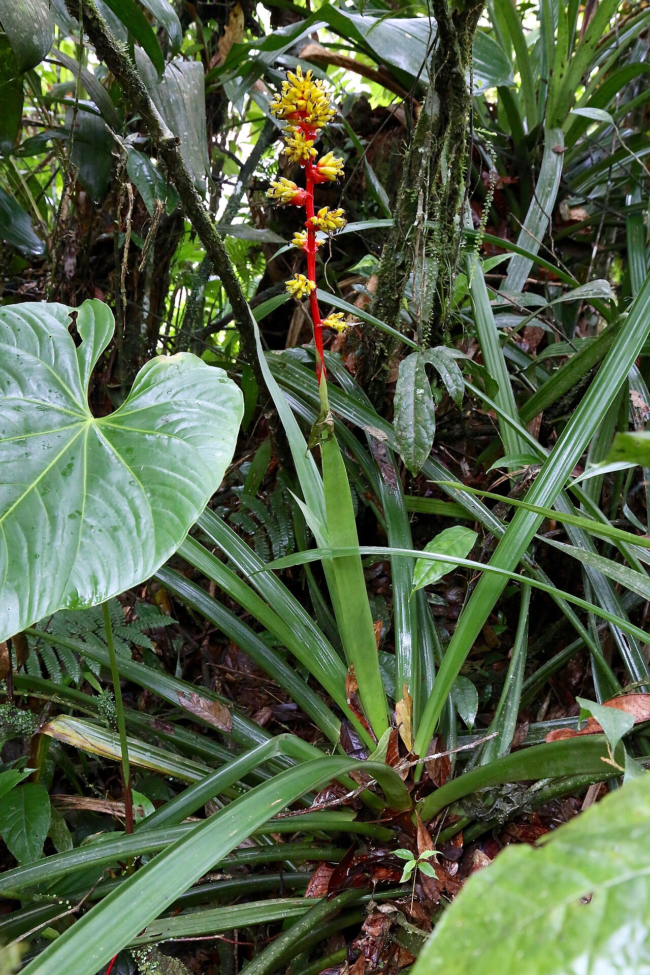 Guzmania weberbaueri