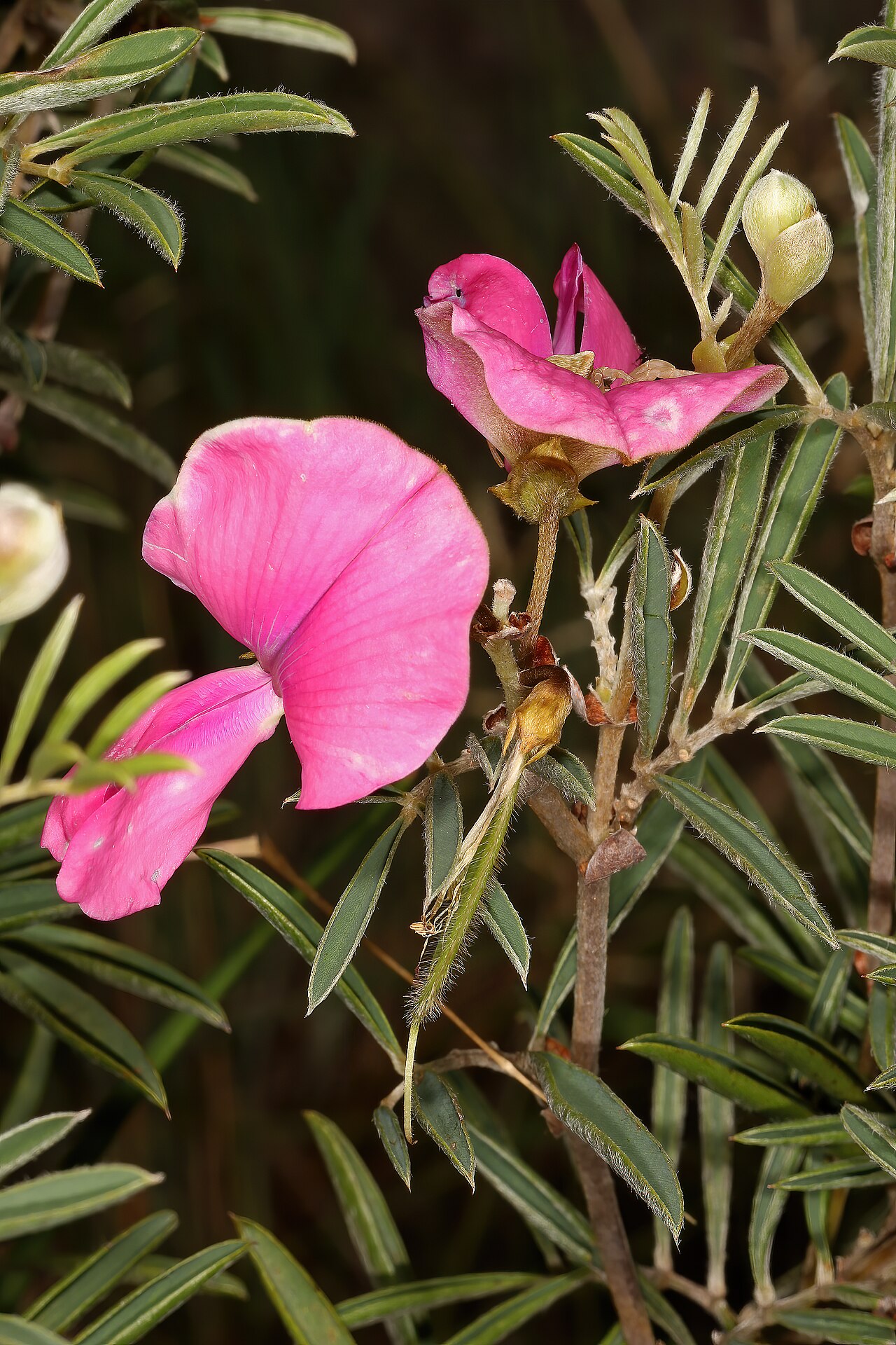 Tephrosia bachmannii