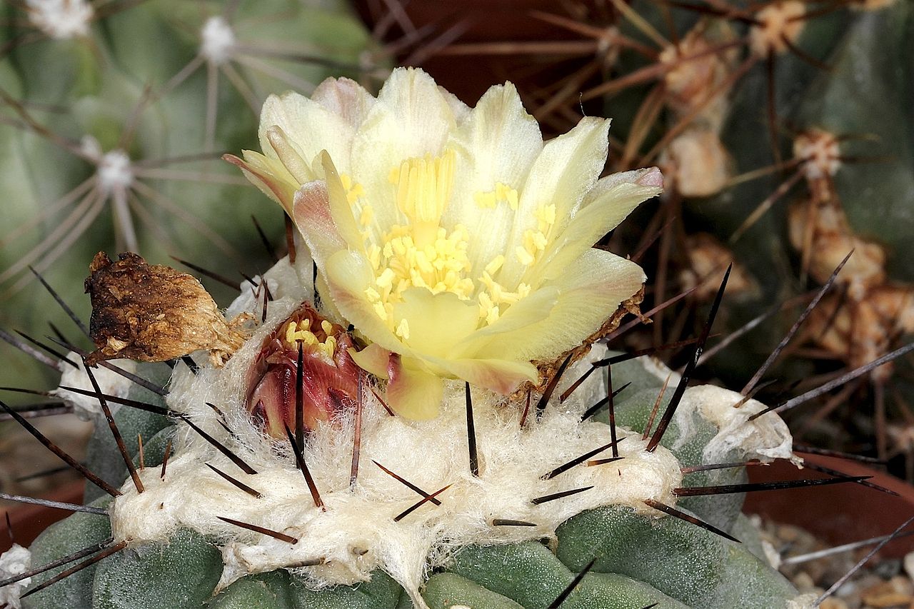 Copiapoa montana