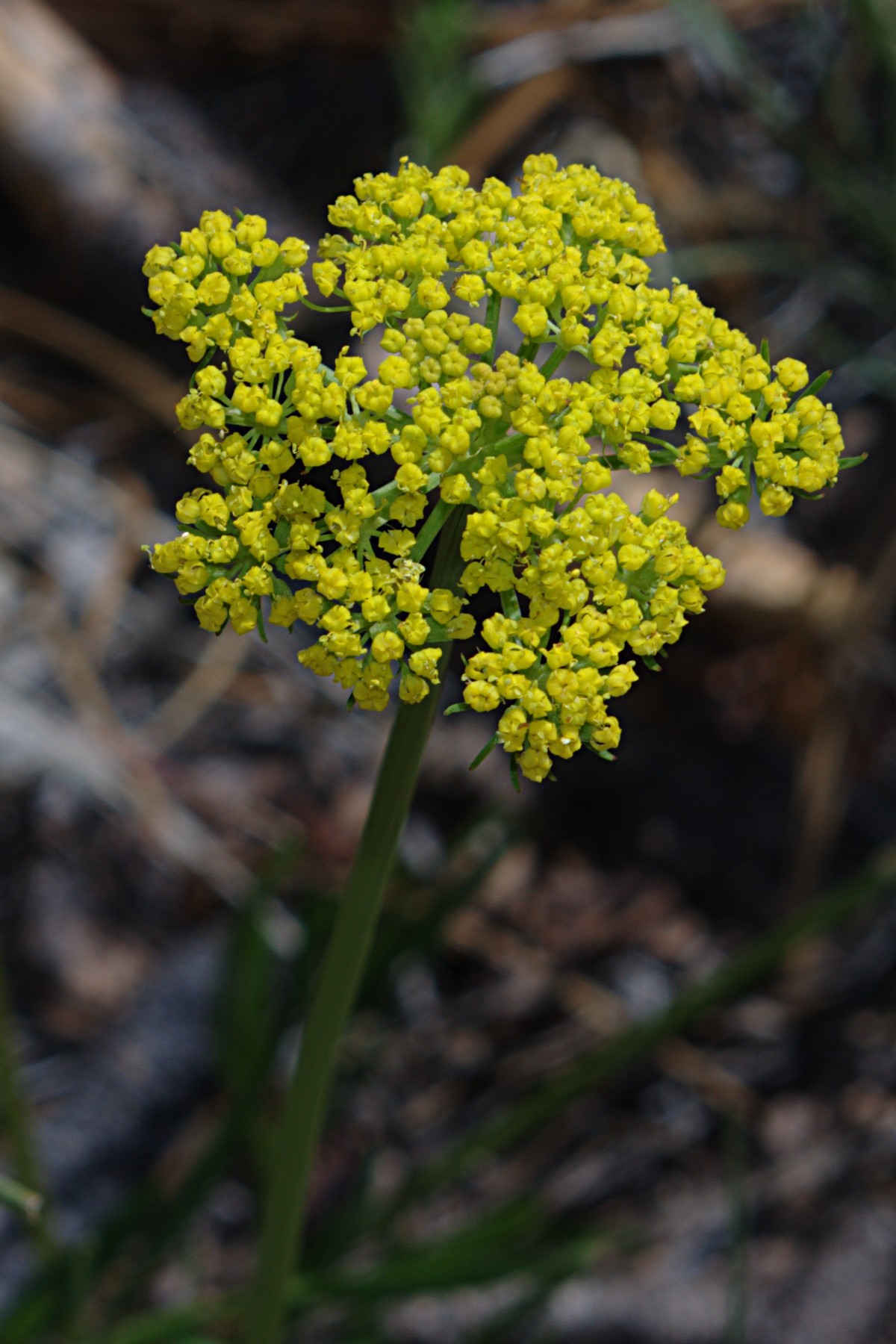 Cymopterus lemmonii