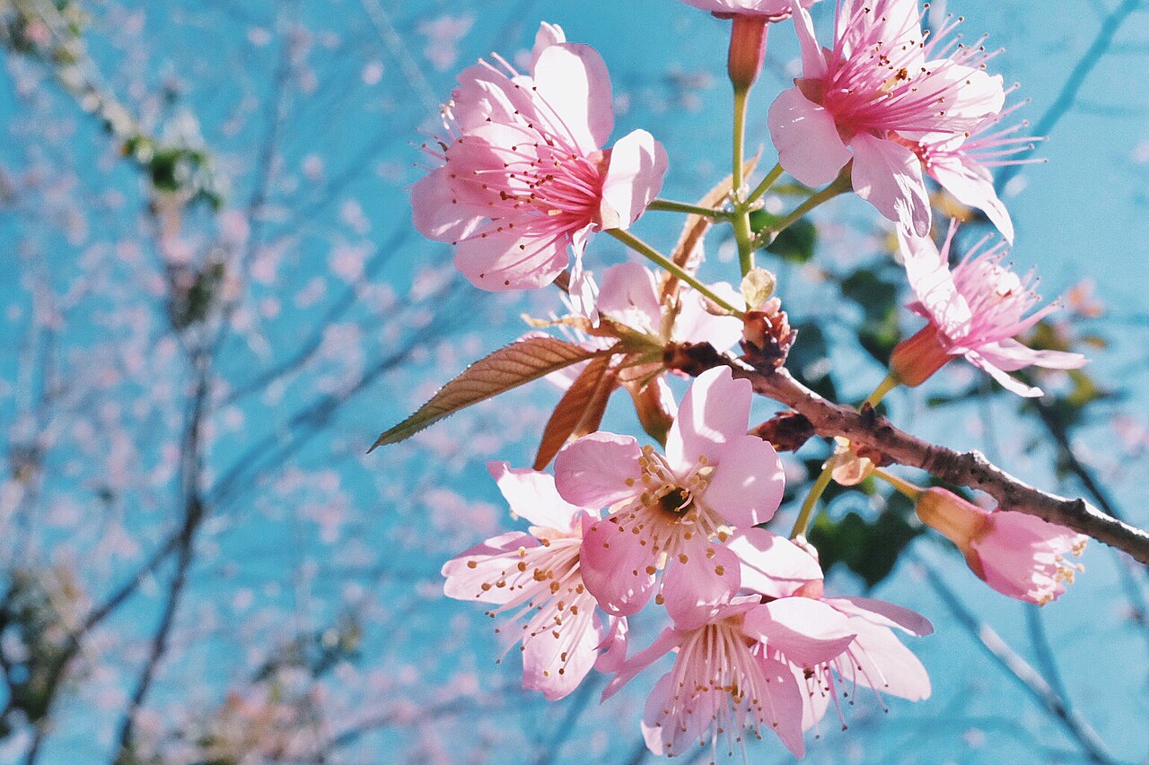 Prunus cerasoides