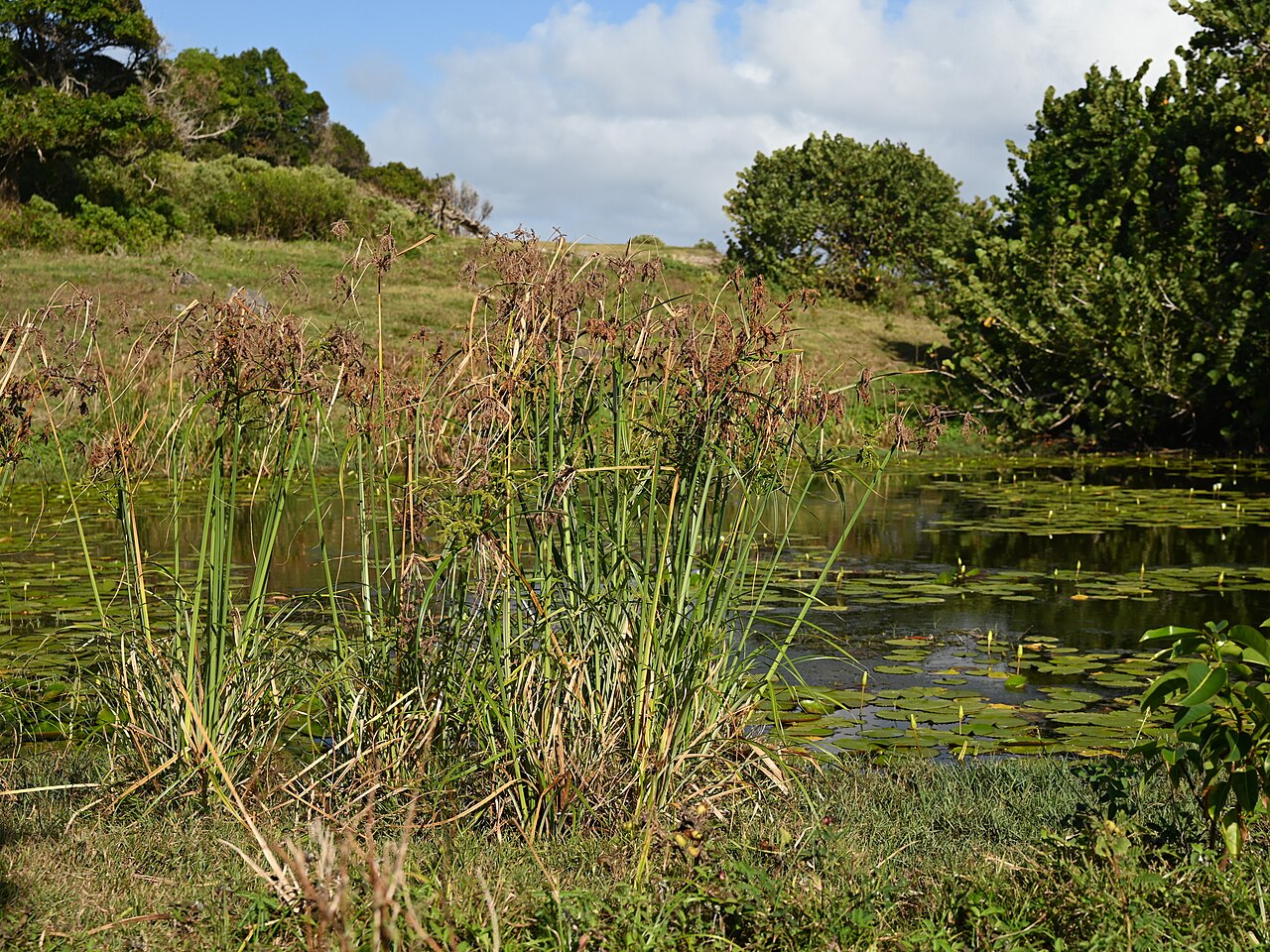 Cyperus alopecuroides