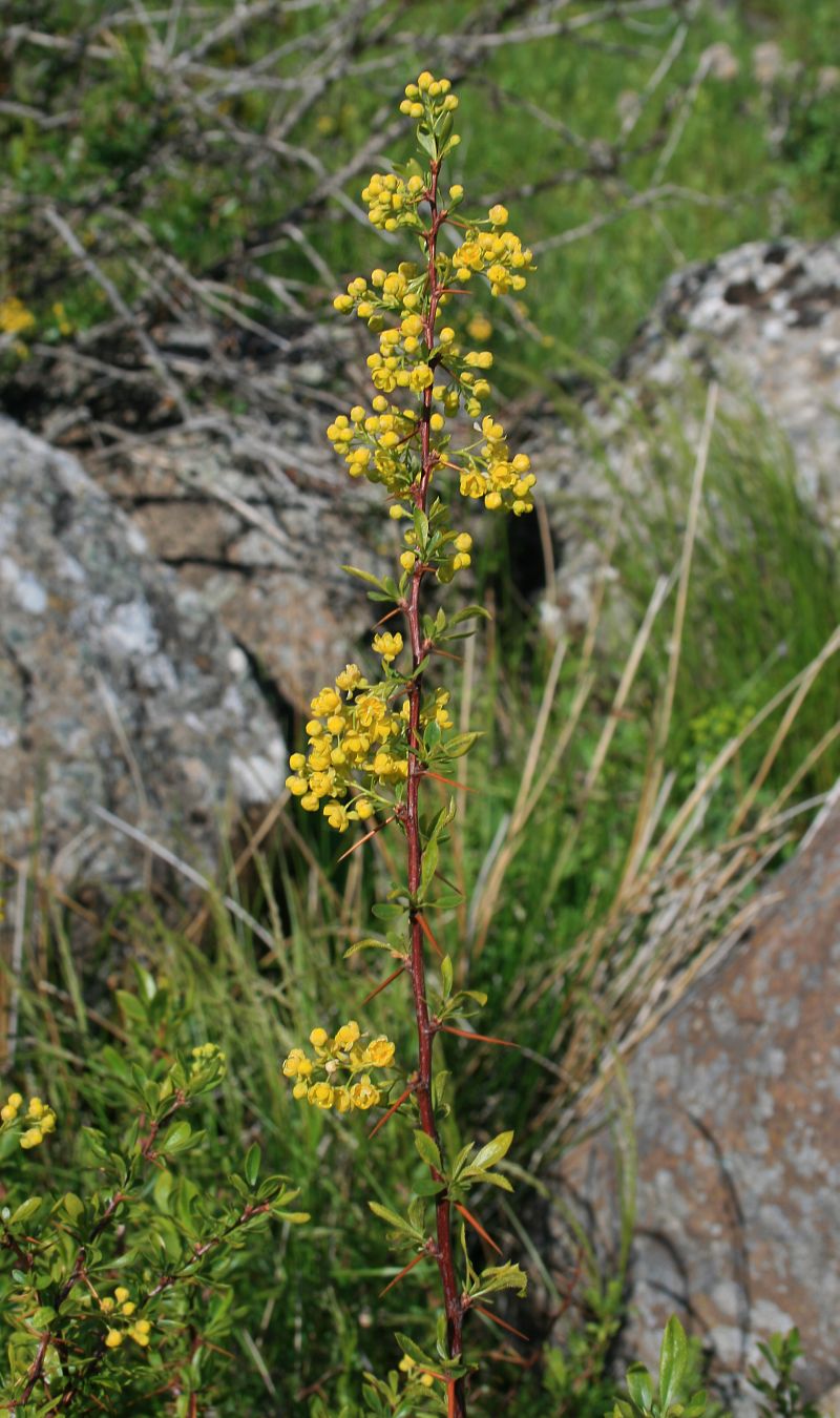 Berberis crataegina