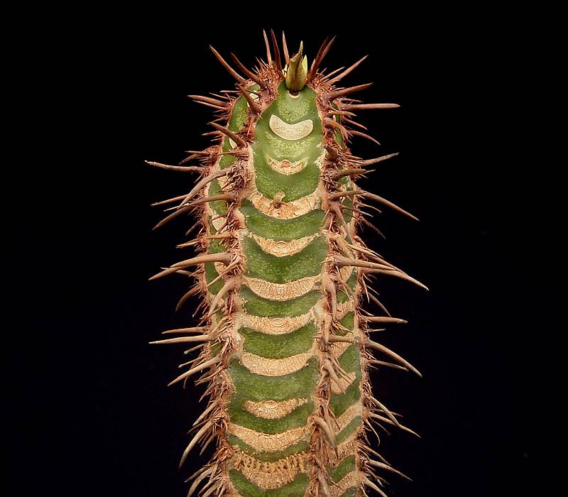 Euphorbia neohumbertii