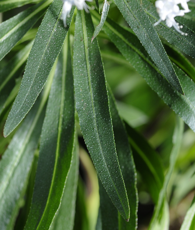 Echium giganteum