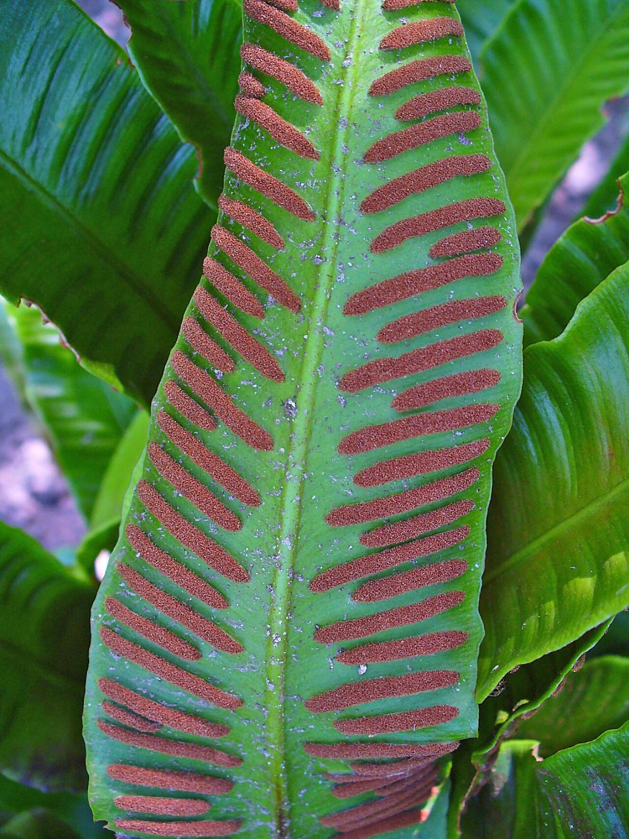 Hart's-tongue fern