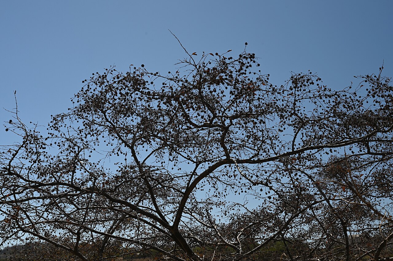 Blepharispermum hirtum
