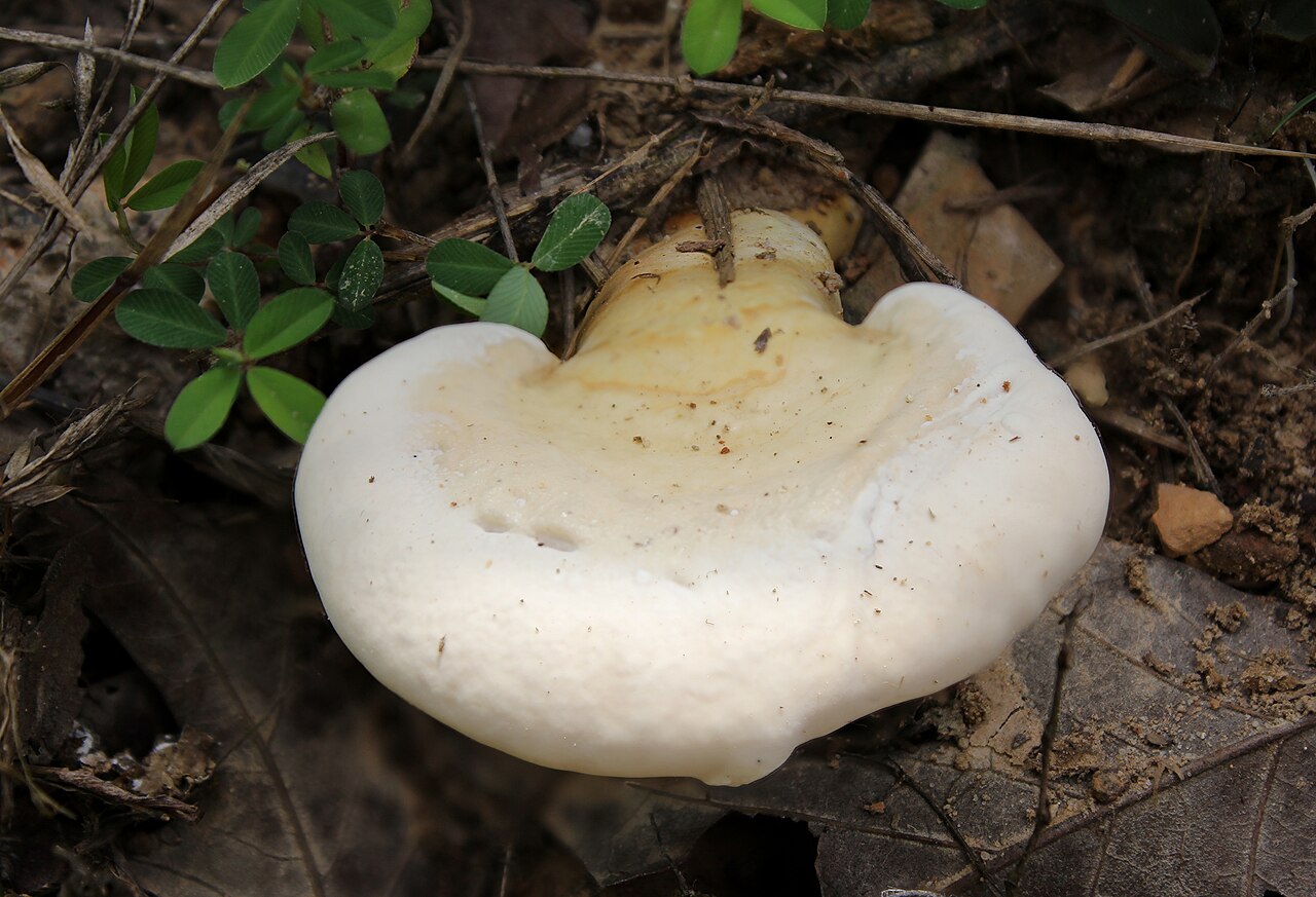 Ganoderma curtisii