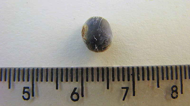 Inga laurina