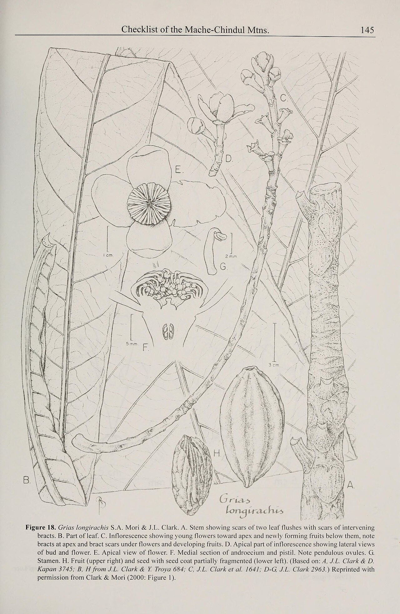 Grias longirachis