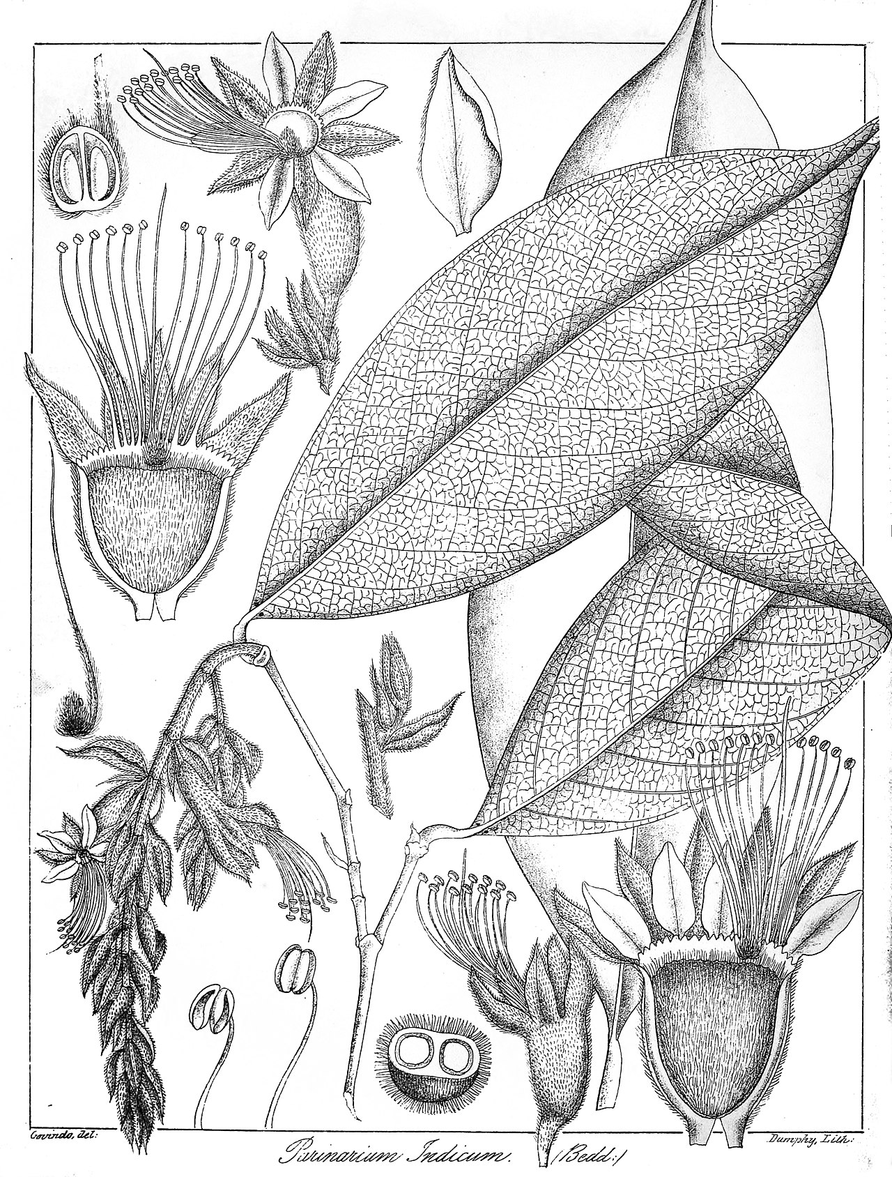 Atuna indica