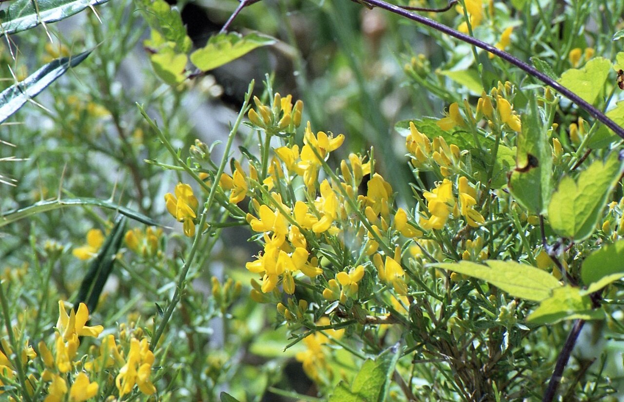 Genista corsica