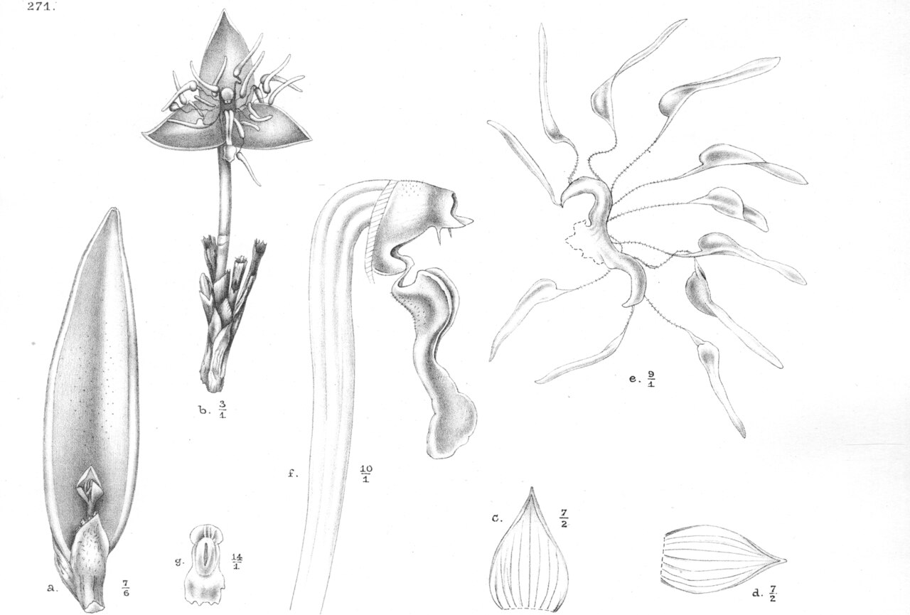 Bulbophyllum conchophyllum