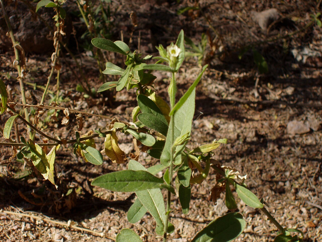 Nicotiana obtusifolia
