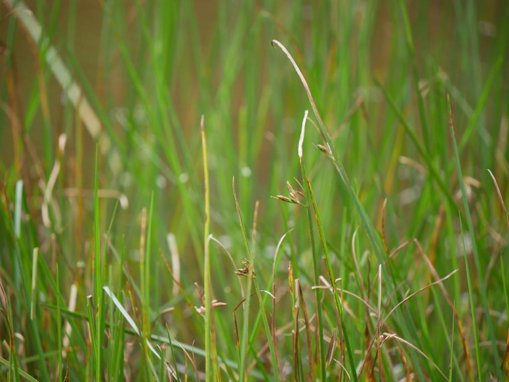 Schoenoplectus nipponicus