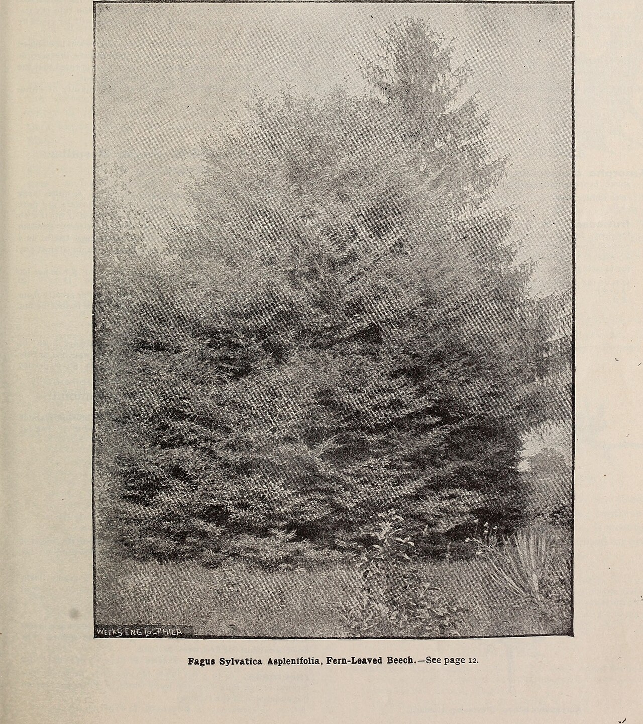 Fagus papyracea