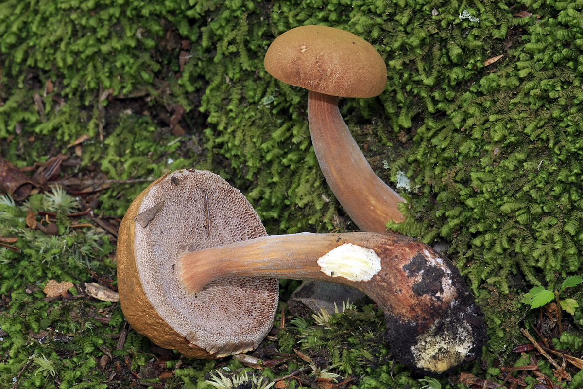 Austroboletus gracilis