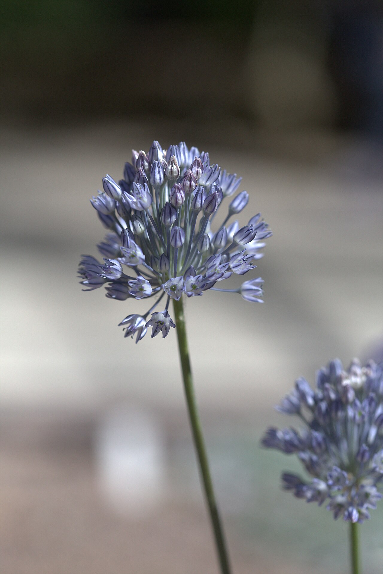 Allium caesium