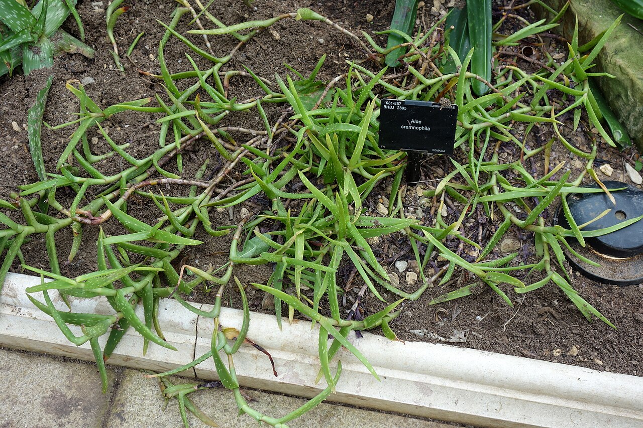 Aloe cremnophila