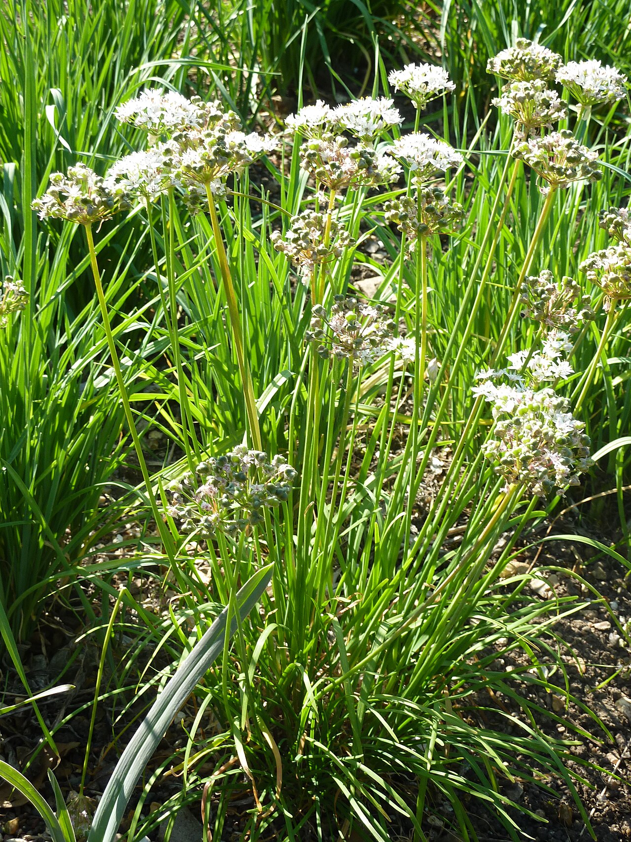 Allium obliquum