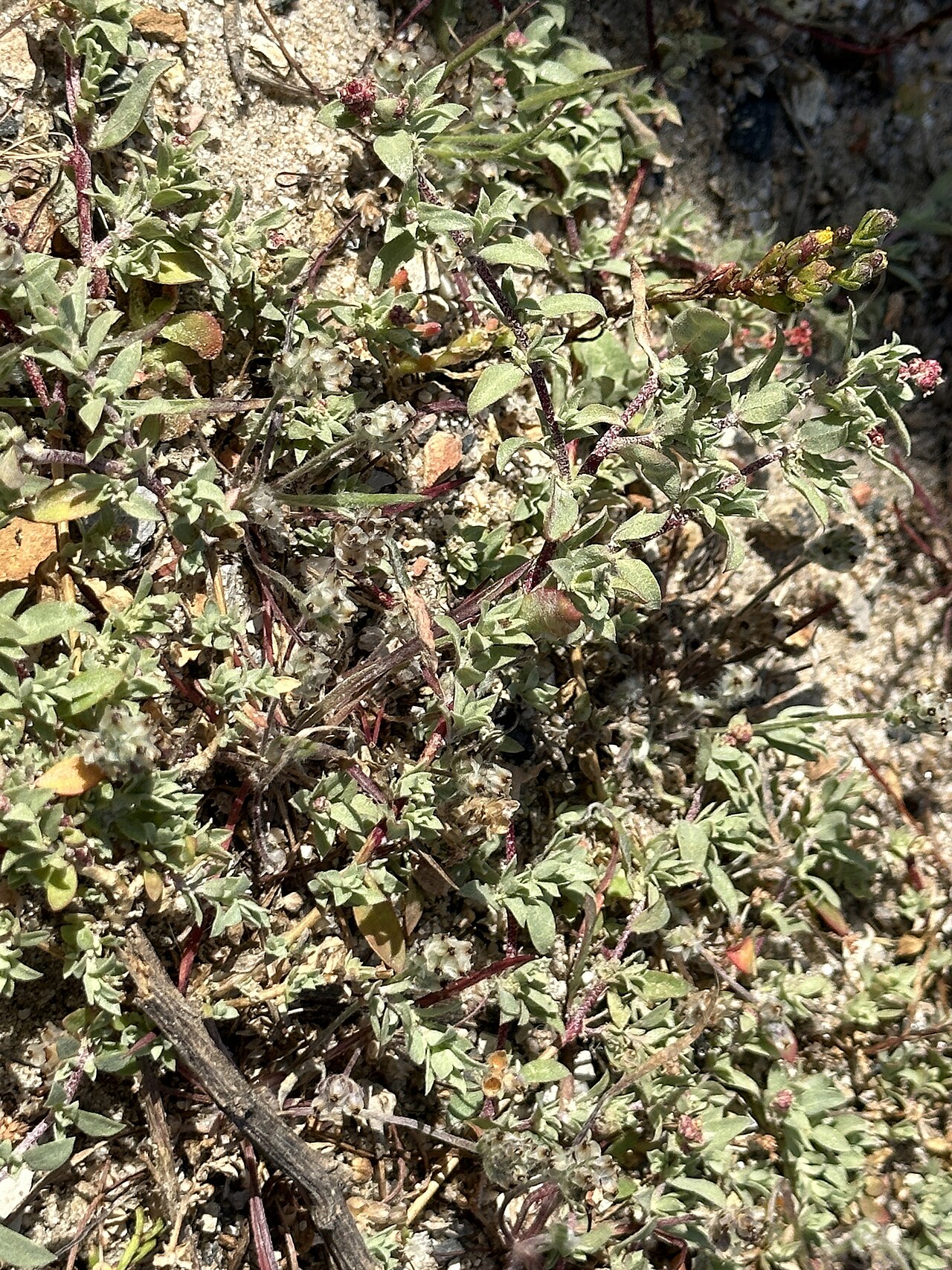 Atriplex coulteri