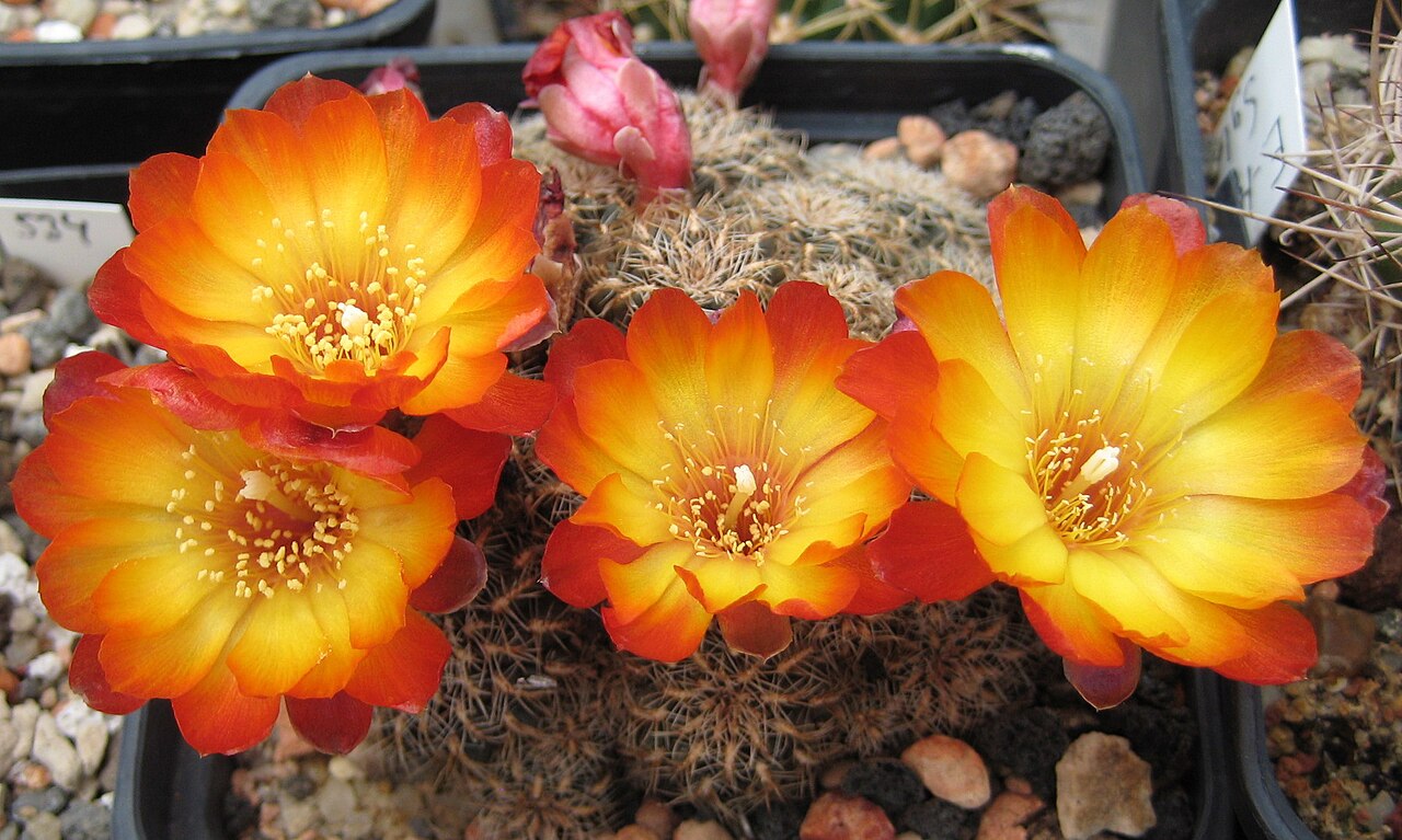 Weingartia krugerae