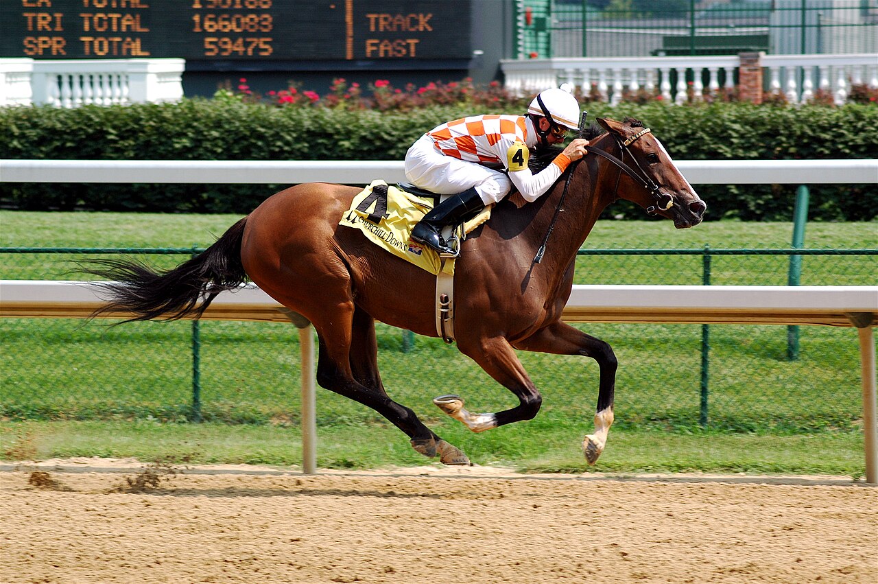 Thoroughbred