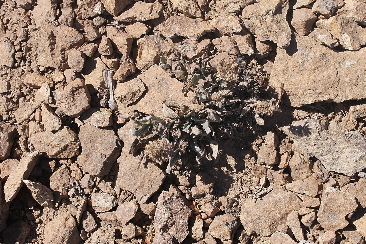 Phacelia brachyantha