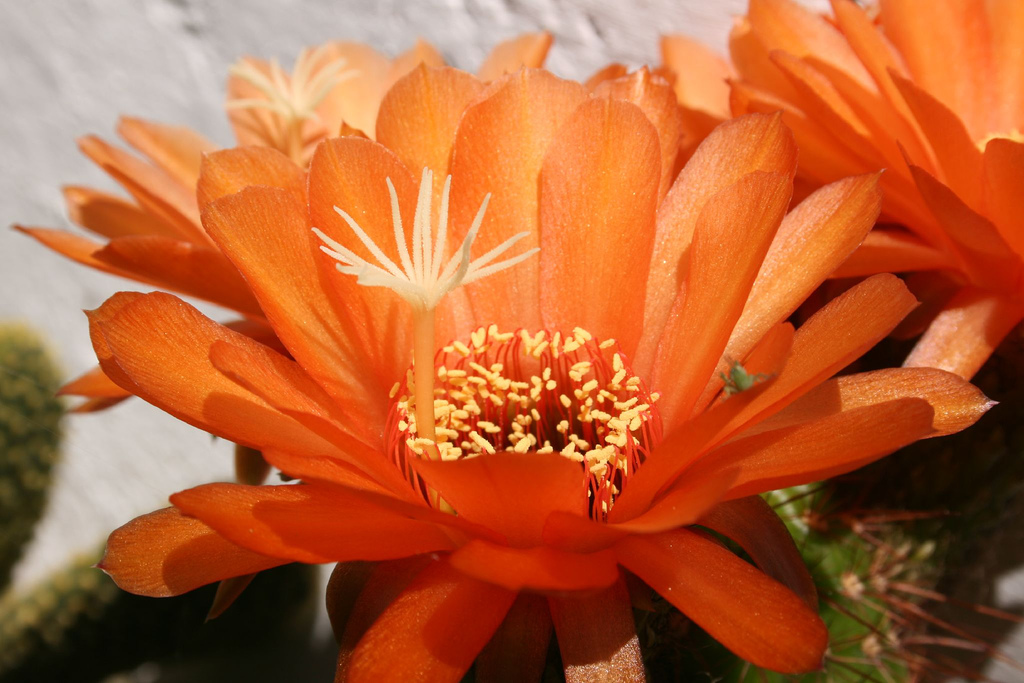 Echinopsis huascha