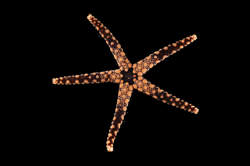 Celerina heffernani