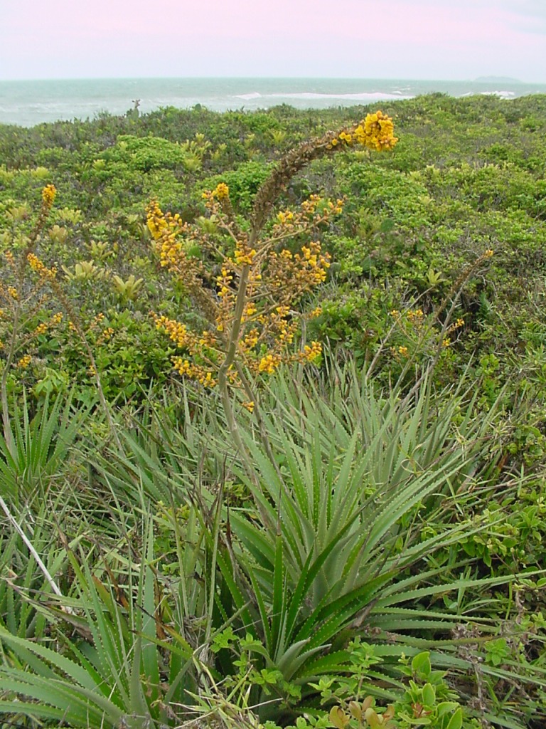 Dyckia encholirioides