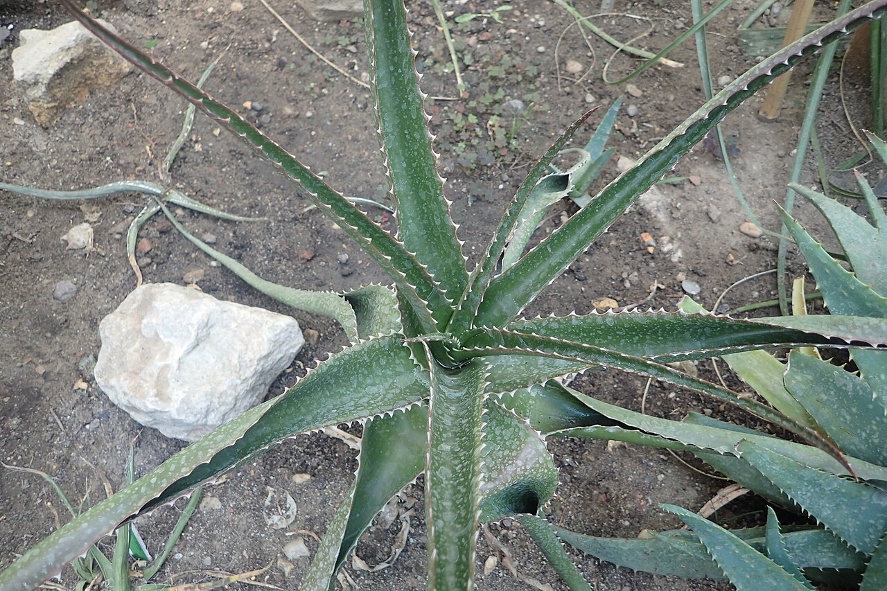 Aloe cameronii
