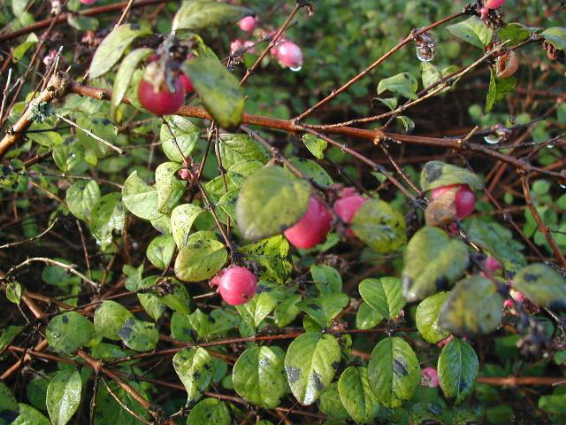 Symphoricarpos microphyllus