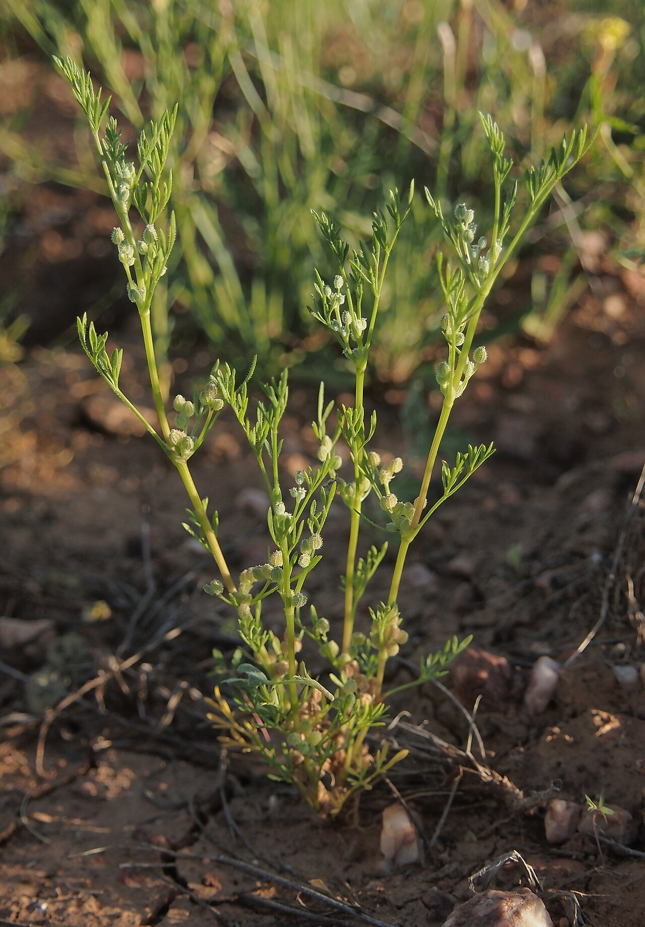 Daucus glochidiatus