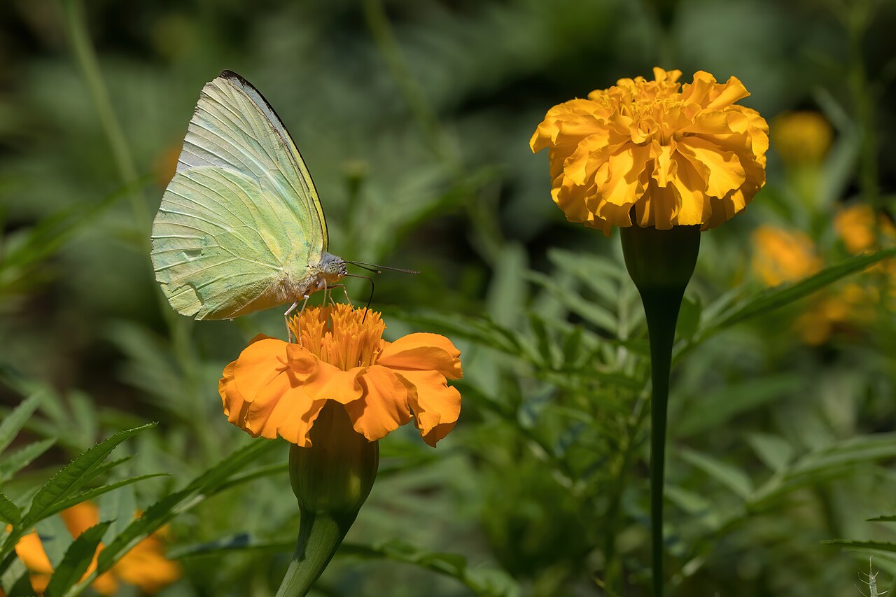 Tagetes lucida