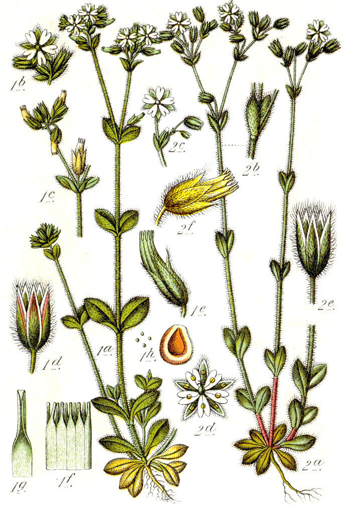 Stellaria borealis