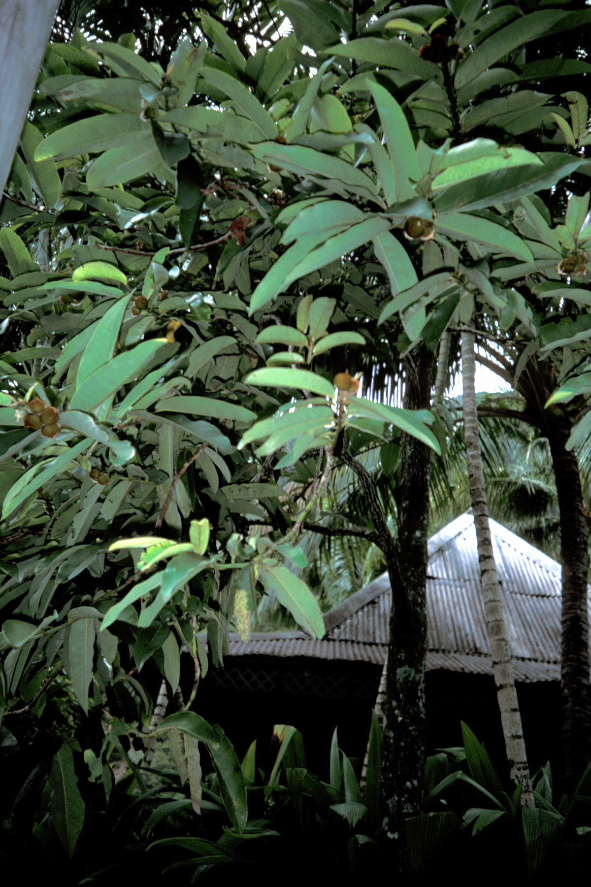 Diospyros blancoi
