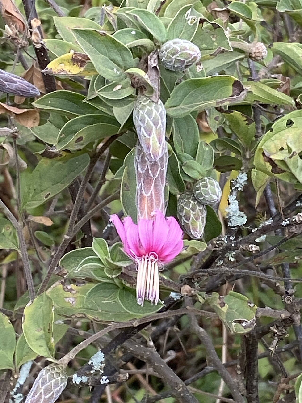 Barnadesia aculeata