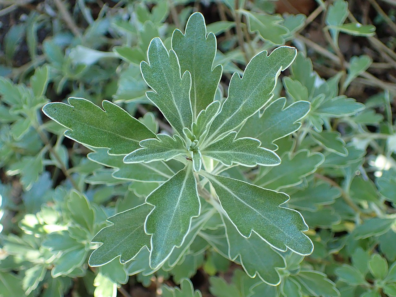 Ajania pacifica