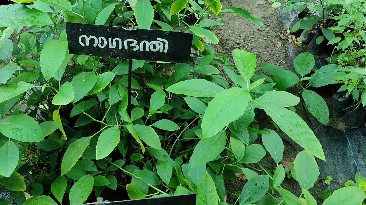 Baliospermum montanum