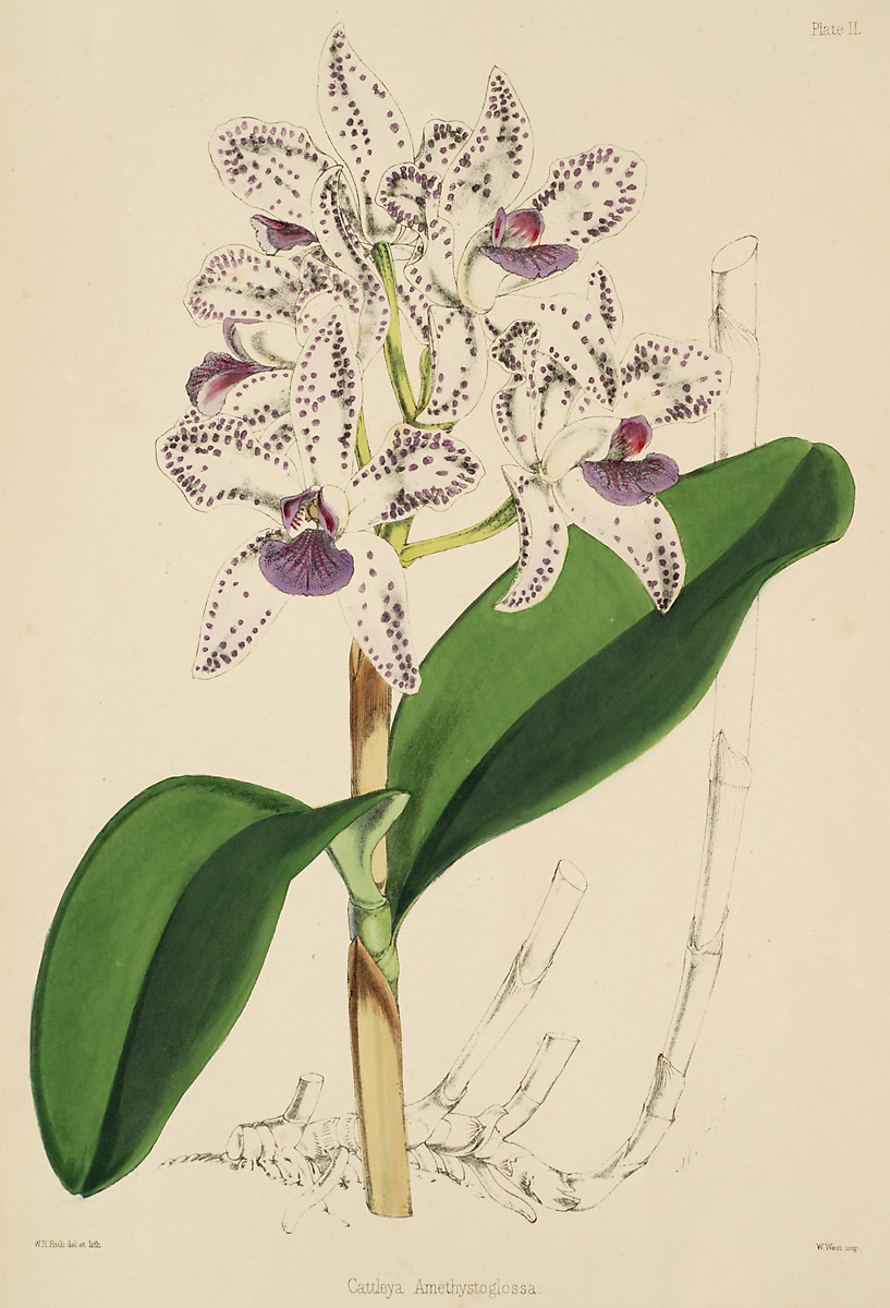 Cattleya amethystoglossa
