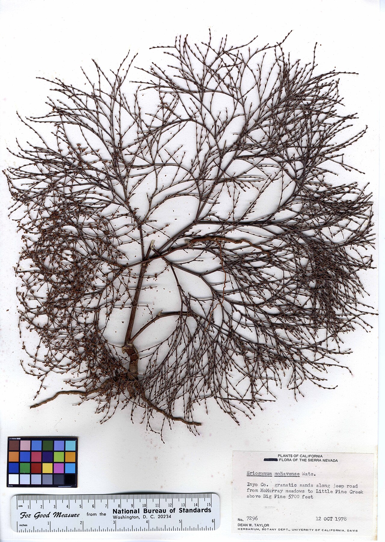 Eriogonum mohavense