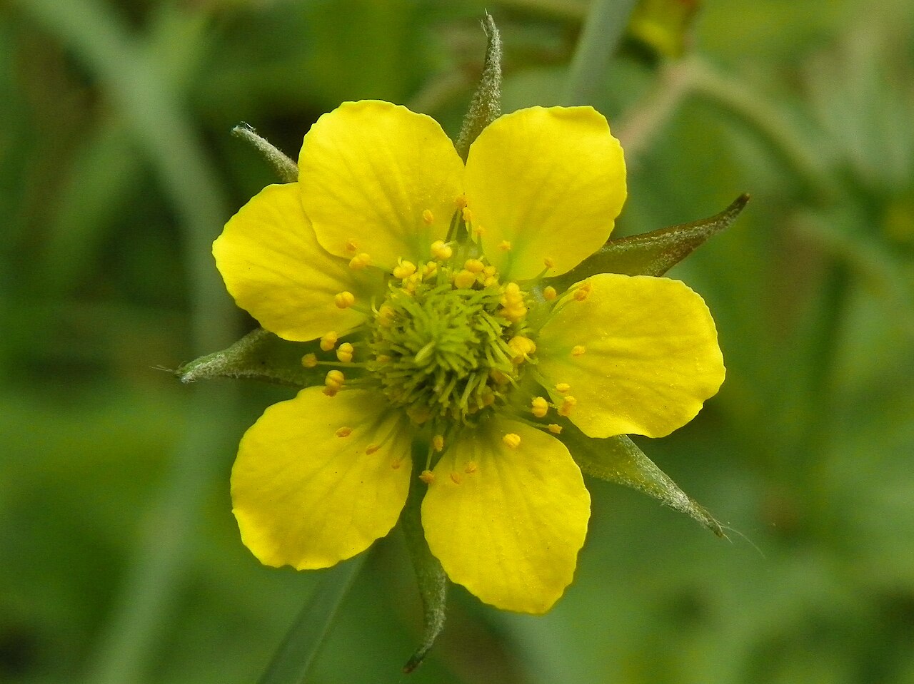 Geum urbanum