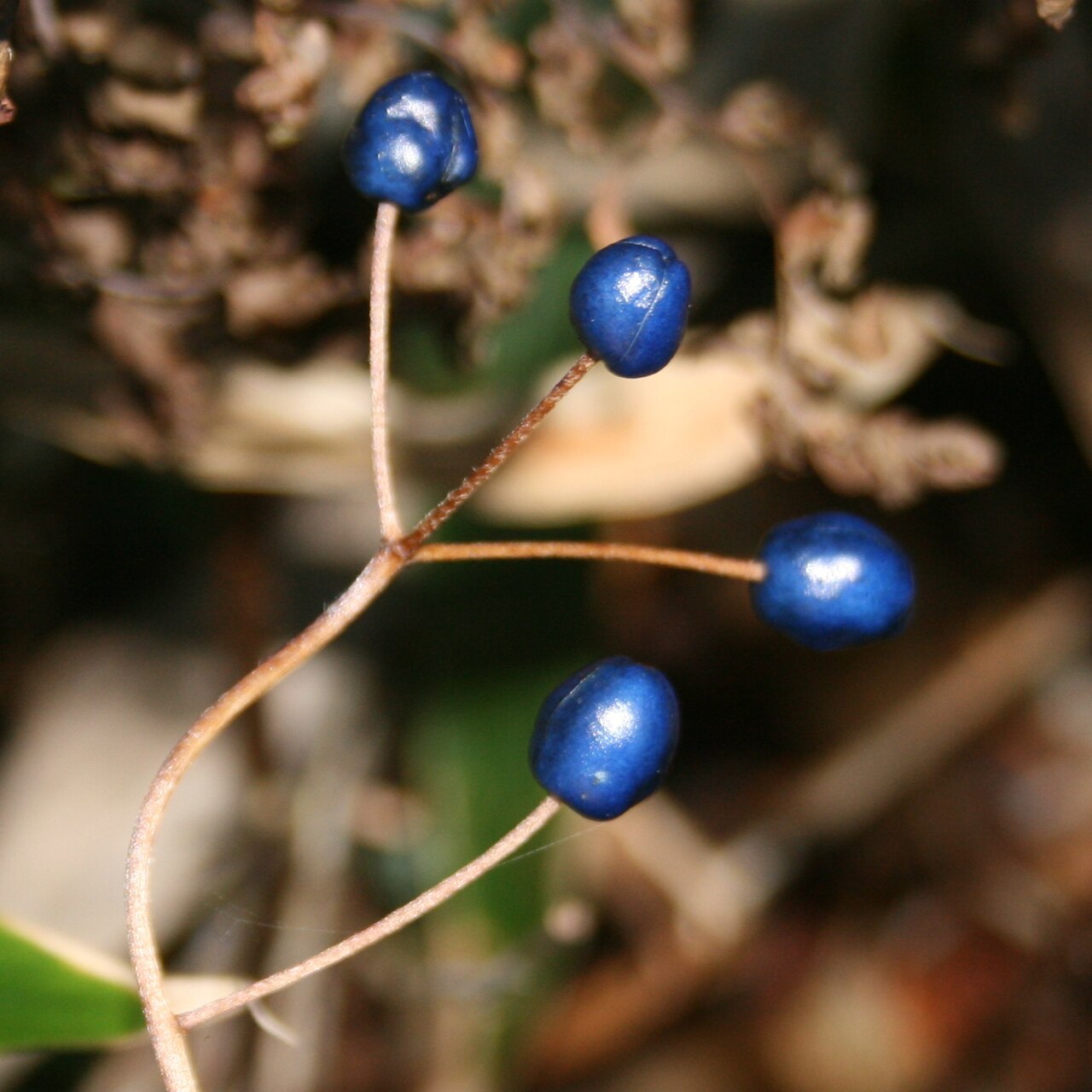 Clintonia udensis