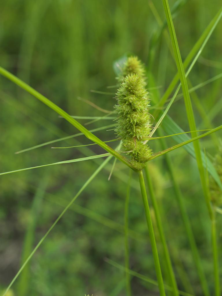 Nerve-fruited sedge